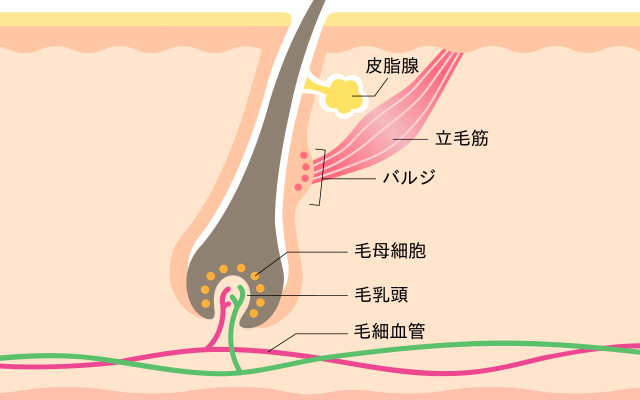 ムダ毛を生えなくなる方法はあるの？薄くするための8つの方法 - セルフ脱毛サロンONESELF(ワンセルフ)