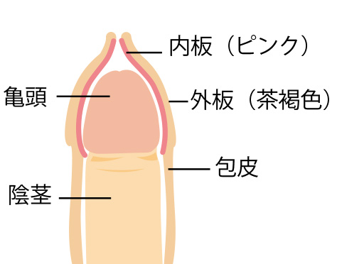 仮性包茎 | エーツークリニック