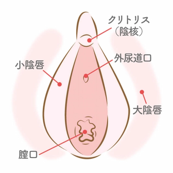 正しいクリトリスの触り方！過去イチの男と言わせる簡単テクも紹介｜駅ちか！風俗雑記帳