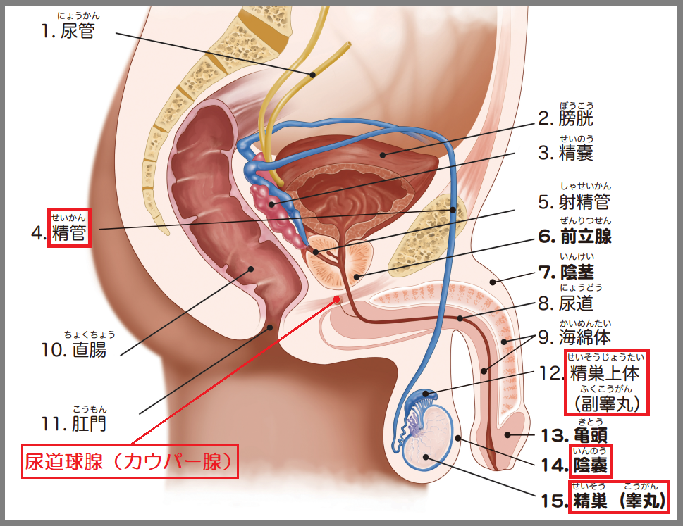 精子が少ない…その原因と対処法とは？│男性不妊の治療、検査、相談なら「エス・セットクリニック」