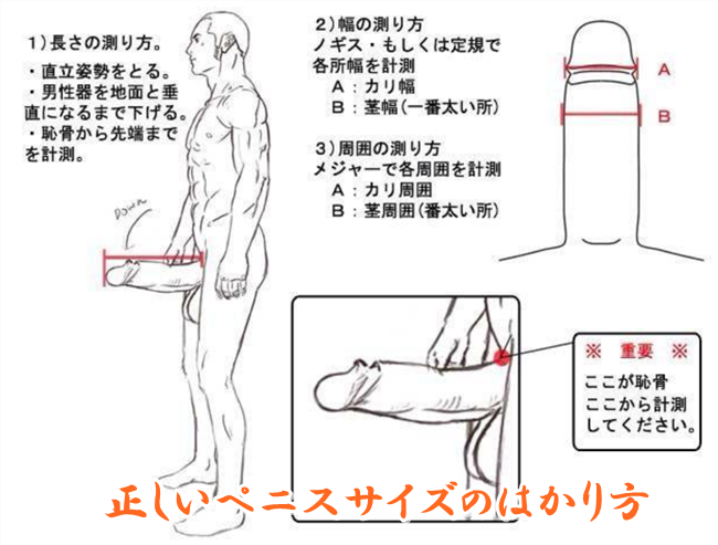 ちんこの測り方 -左曲がりのチンコはどうやって測るの- |