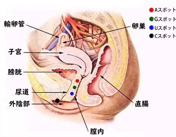 クリトリスの場所はどこ？構造・役割と快感を感じるためのいじり方 | Ray(レイ)