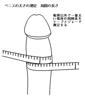 男性器の大きさについて｜大東製薬工業株式会社