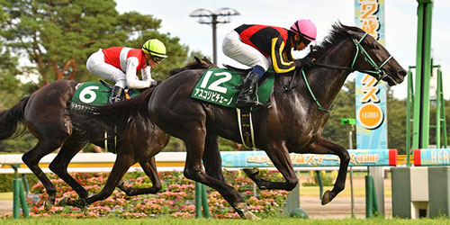 新潟2歳S】プロクレイア馬なりも手応え抜群 新馬Vのレース再現だ｜競馬ニュース｜競馬予想のウマニティ