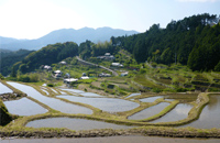 金山エゴ