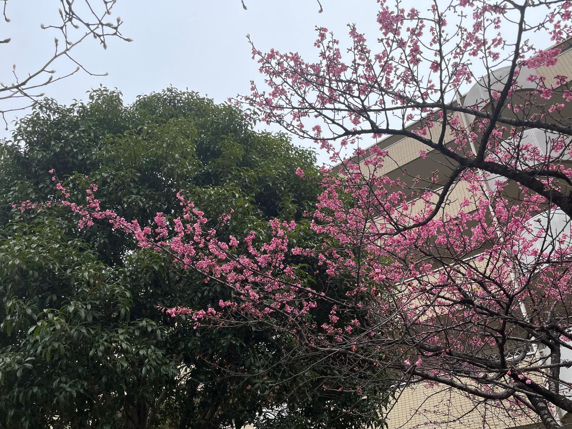 船橋市】厳しい寒さの中にも、小さな春。寒緋桜や蝋梅の花盛り、近所の公園でも見つけられるかも。（s.s.シュリンプ） - エキスパート