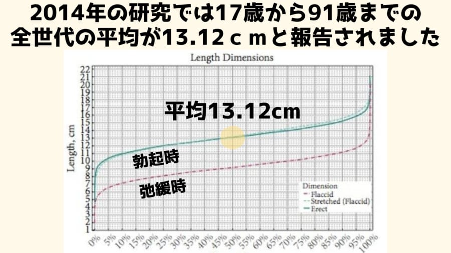 ペニスの構造や勃起の仕組みは？平均サイズ【医師監修】 - 夜の保健室