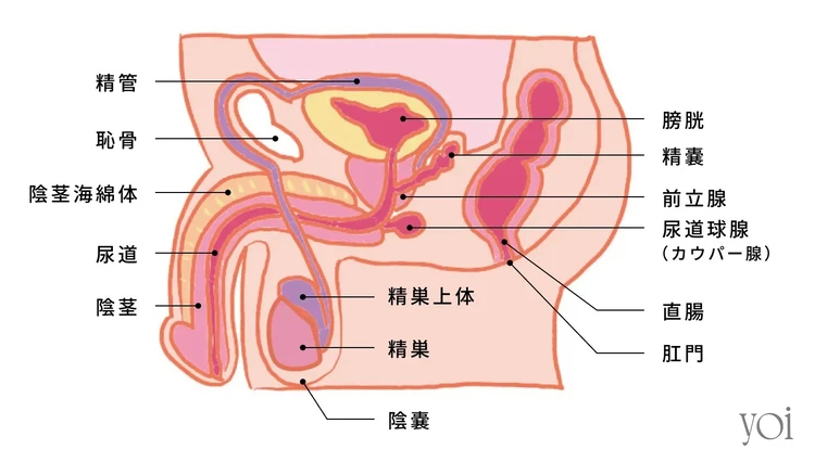 包茎が心配です。むく？むかない？〈性教育10の悩みに答えます⑦〉 - 東京すくすく