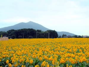 茨城県水戸市のコンパニオン派遣・コンパニオンクラブトレジャー