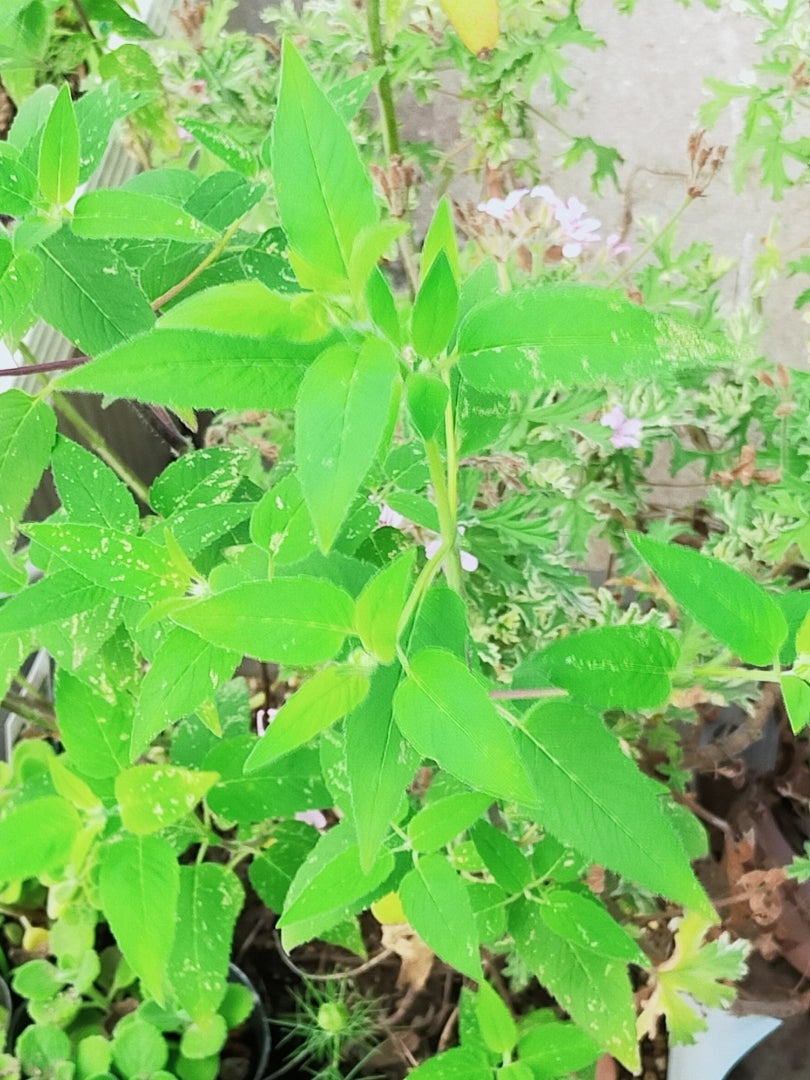 ベルガモット(モダルナ)の花言葉｜香りや花の特徴、ハーブとしての効能は？｜🍀GreenSnap（グリーンスナップ）