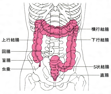 アナルで絶頂！S字結腸イキとは？ | エネマグラ（ENEMAGRA）公式サイト