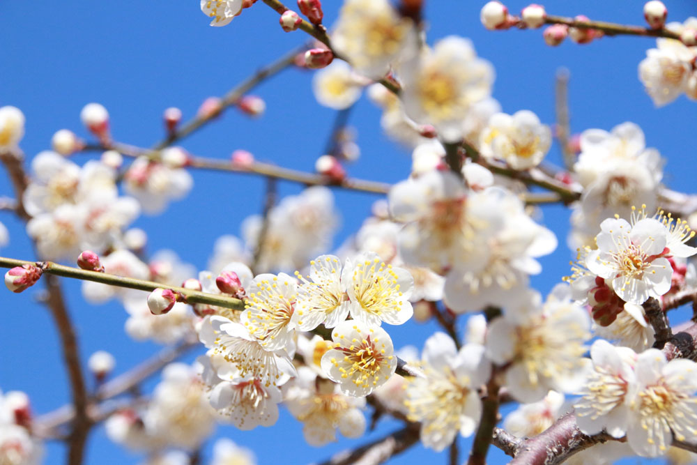 第8回延岡花物語このはなウォークが開催されました。 | 延岡観光協会