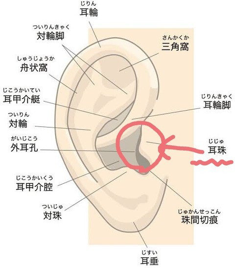 パートナーの性感帯はどこ？ 男女ともに感じる部位は…♡【男女1000人調査】 | Oggi.jp