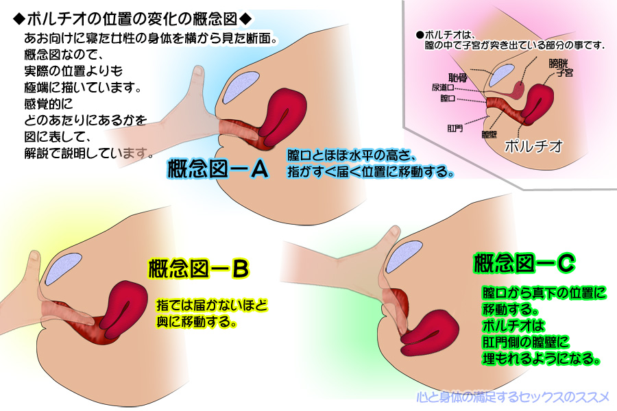 ポルチオセックスとは？やり方や位置を知って快感を引き出そう | Ray(レイ)