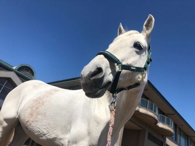 乗馬クラブ クレイン栃木乗馬体験1回コース 平日/土日祝日価格(諸費用全て込み) ※要予約｜アソビュー！