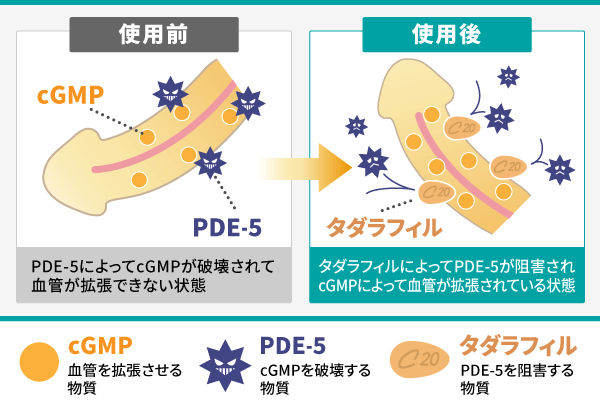 シアリスの処方と服用方法 – ED治療のリブラクリニック