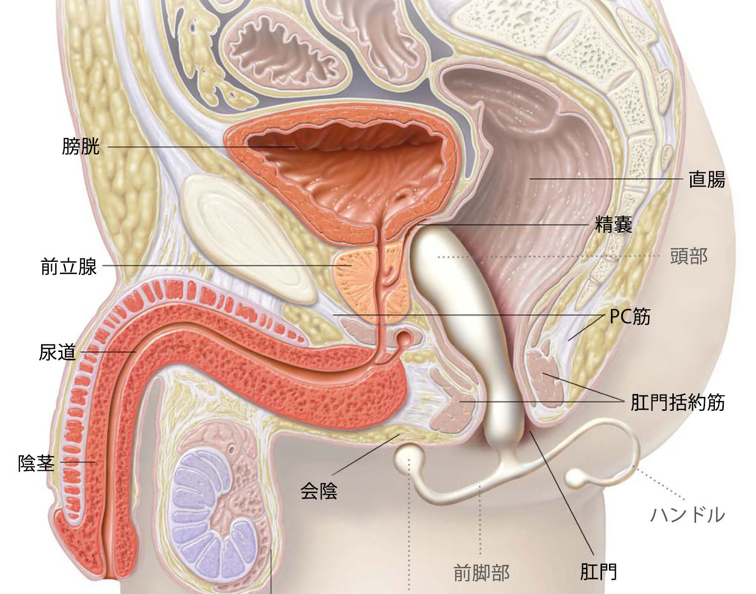 射精よりも気持ちいいって本当？ 男を襲う究極の快楽『ドライオーガズム』とは 開発のやり方とリスクも紹介