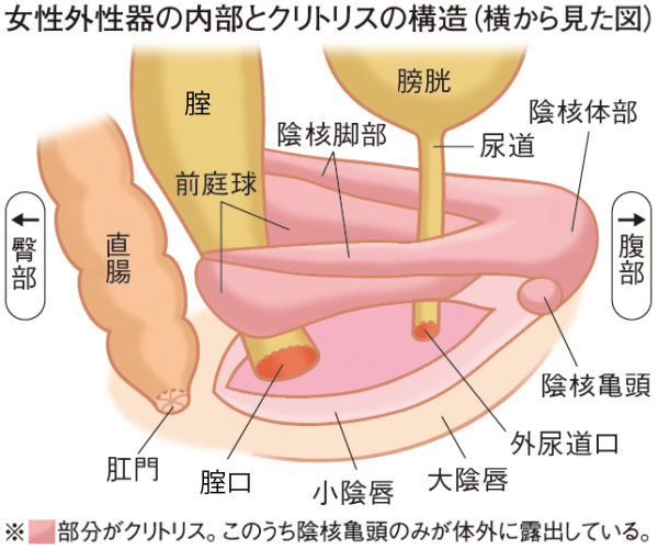 陰核（クリトリス）包茎術｜婦人科形成なら湘南美容クリニック【公式】