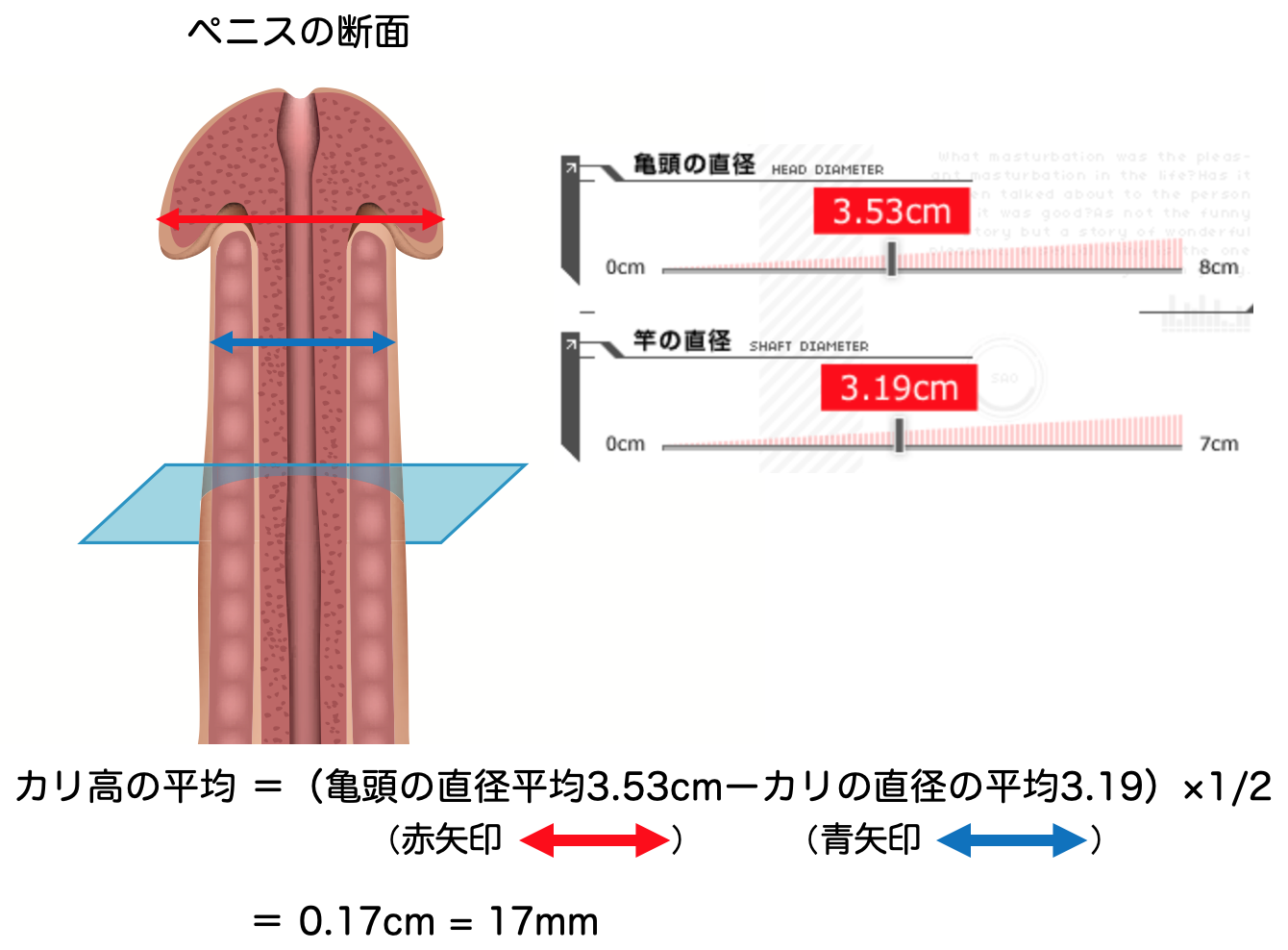 ペニスのサイズはどれくらい？TENGA社内で測ってみた - TENGAヘルスケア