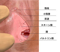 4 女の子がＧスポットを刺激されることに関する考察 | 考察シリーズ -