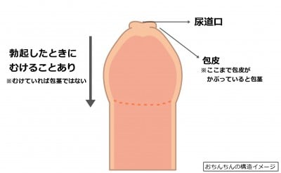 勃起力が足りない？男性が求める上向きちんこにする方法 | happy-travel[ハッピートラベル]