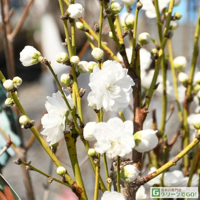 ルエリア白花も素敵です✨✨「８月の花」のアルバム-みんなの趣味の園芸2029432