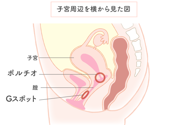 ポルチオを開発すると中イキできるかも！気持ちいい触り方やおすすめの体位をご紹介 | ファッションメディア -