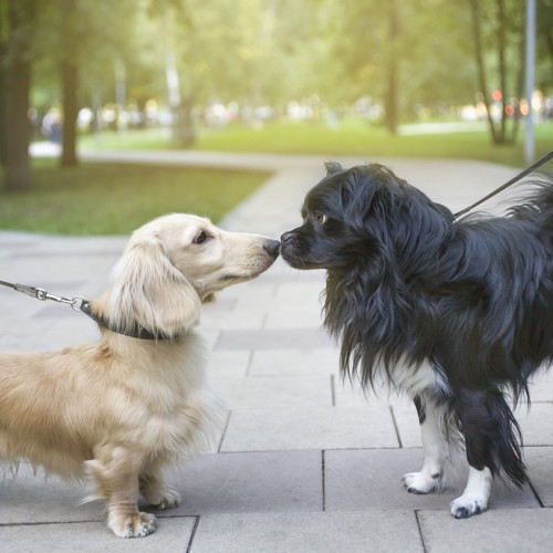 キスにはどんな種類がある？ キスの効果やキスで分かる相手の心理を紹介 | Oggi.jp