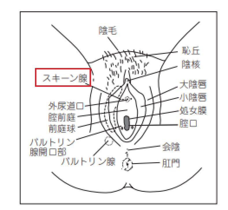 射精とは？至るまでの過程や男性特有の身体のメカニズムを解説 |【公式】ユナイテッドクリニック