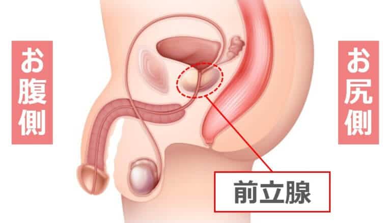 前立腺オナニーとは？快感を得られるやり方と危険性について解説！｜風じゃマガジン