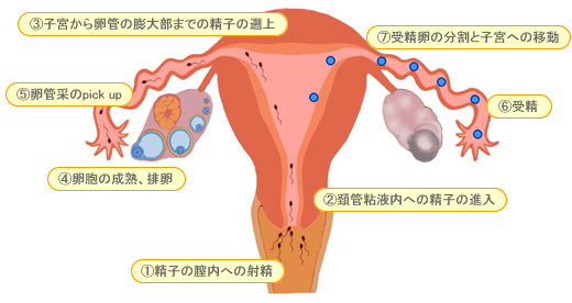 精子の製造と射精の仕組み｜【浜松町第一クリニック】