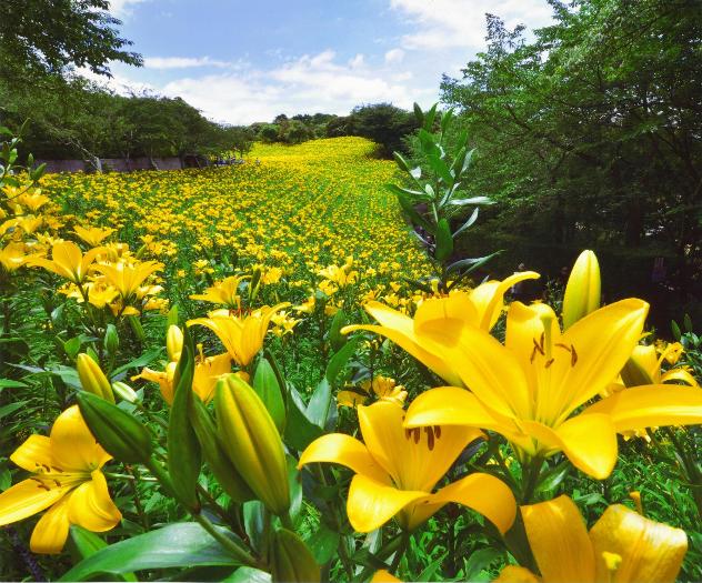 札幌・百合が原公園で人気施設の営業始まる 日本庭園リニューアルも -