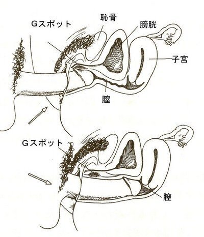 Gスポットはどこにある？ない人もいる？ 見つけ方・開発方法を紹介 | 医師監修