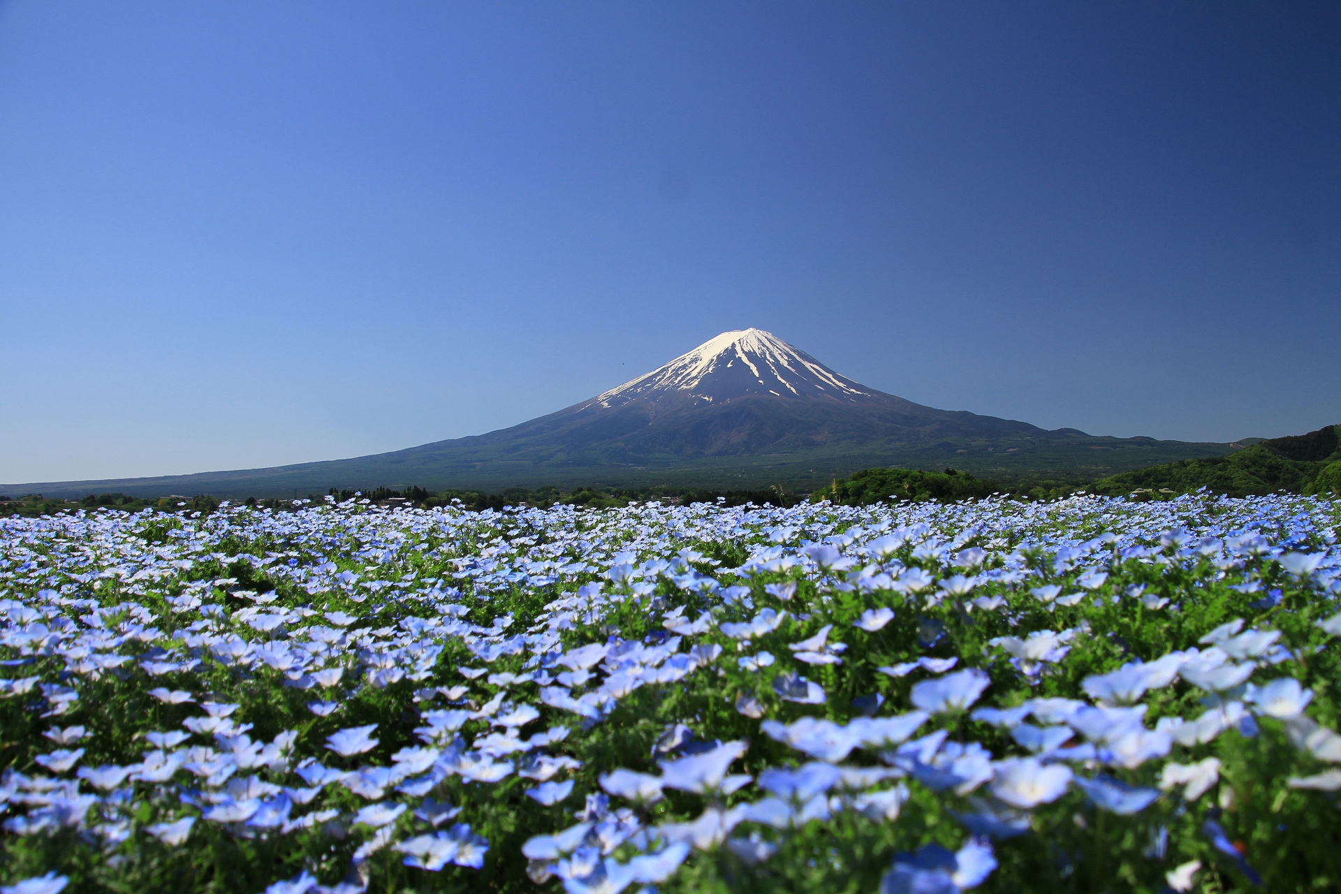 青いじゅうたん！爽やかブルーを楽しみにネモフィラを見に行きませんか💙？ 1.【富津市】マザー牧場のネモフィラ 見頃の期間／4月中旬～5月上旬 