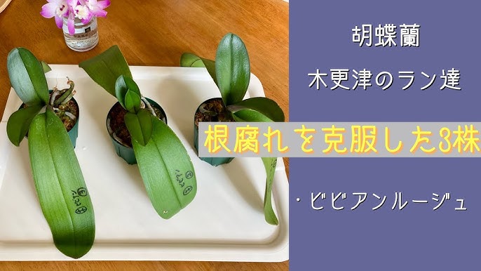 2024年7月23日　⑦《根腐れ》だった贈答品の胡蝶蘭　４月末にお預かりした贈答品3株　酷い根腐れで来年の開花は無い　3カ月経過した現在の状態を報告　 ビビアンルージュ