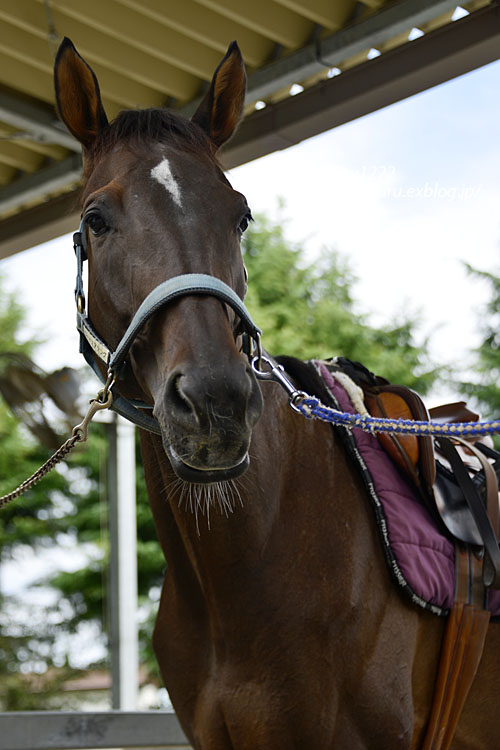 乗馬クラブクレイン栃木【乗馬体験１回コース】】｜栃木県下都賀郡野木町の乗馬スポーツチーム・スクール・教室・習い事 |  日本最大級のスポーツクチコミサイト【スポスル】