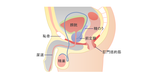 一度イケば虜になる！アナルで絶頂「前立腺オナニー」魅力と方法｜駅ちか！風俗雑記帳