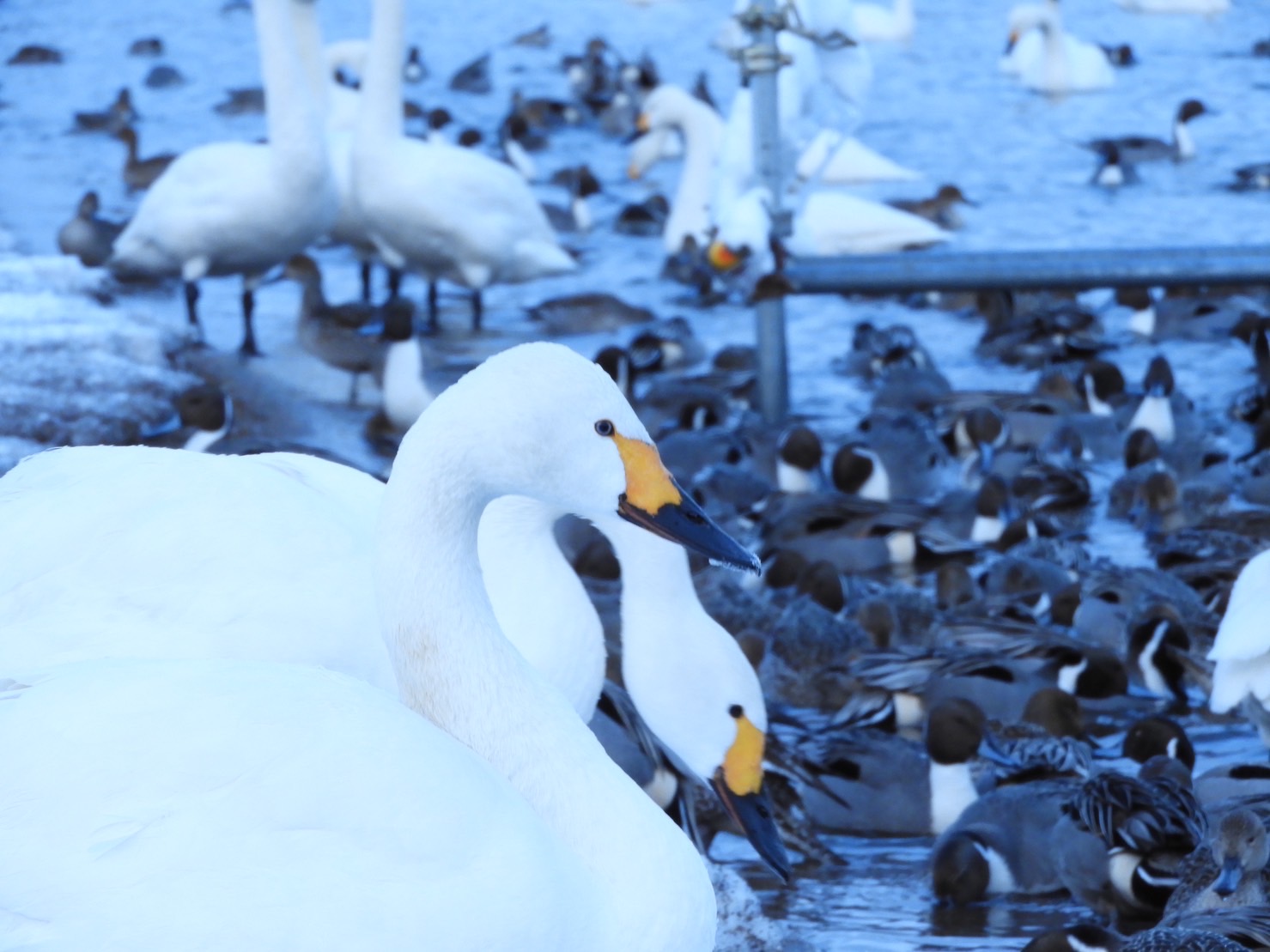 白鳥の郷公苑｜新潟の観光スポット｜【公式】新潟県のおすすめ観光・旅行情報！にいがた観光ナビ