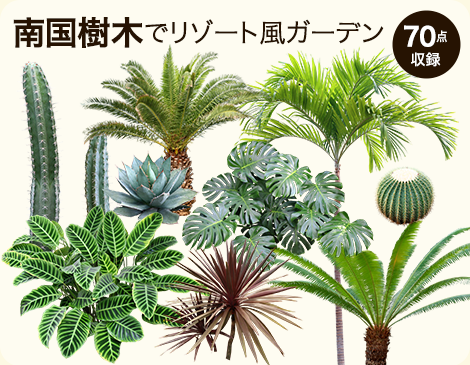 ２ ココスヤシ 南国庭木鉢植え(植木、庭木)｜売買されたオークション情報、yahooの商品情報をアーカイブ公開 - オークファン