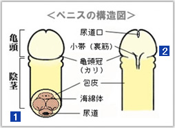 亀頭フェラとは？やり方、気持ちよくなるコツやプレイ等について紹介！｜風じゃマガジン