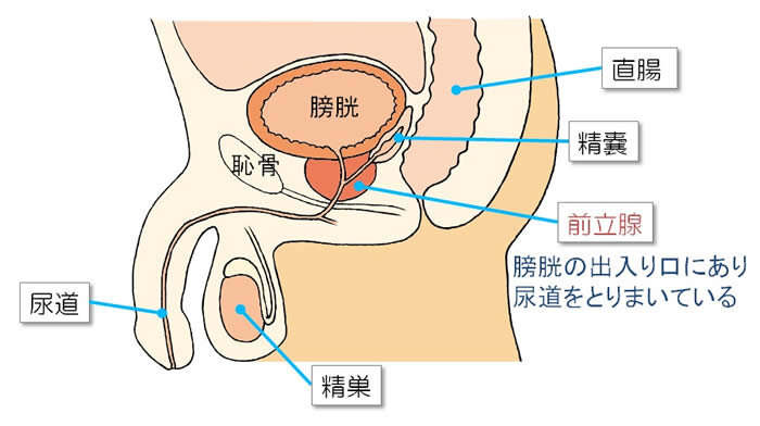 前立腺肥大症の症状・診断・治療について｜守口敬仁会病院