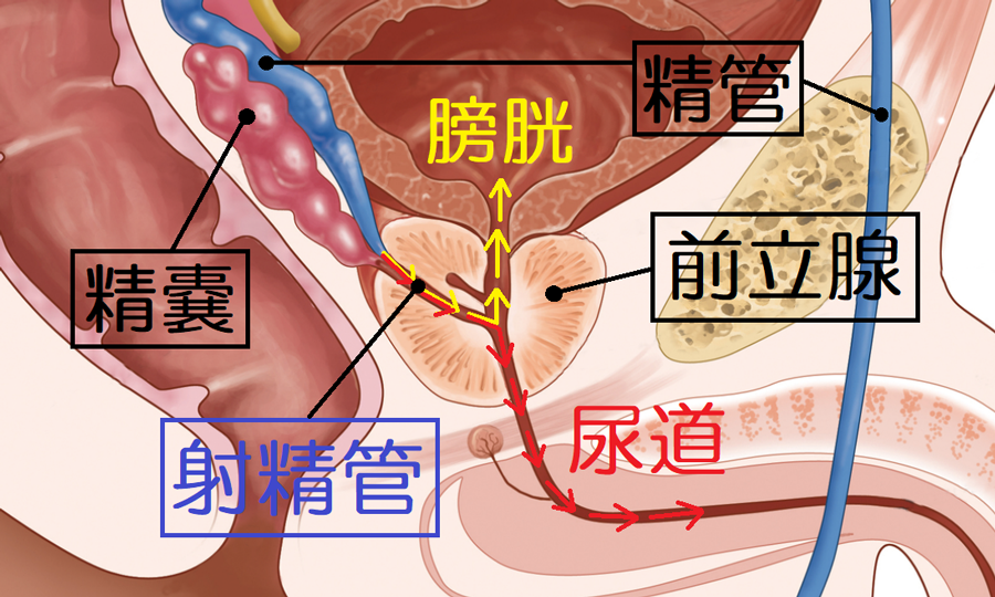 原因別】遅漏改善に必要な7つの治療法を医師が完全解説！ | 【神戸三宮】バッファローEDクリニック