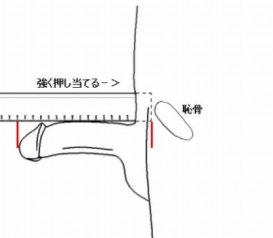 ペニスの大きさは平均どれくらい？日本人のペニスサイズや測り方、小さい原因を解説 | 包茎手術のノーストクリニック【公式】