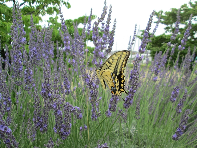 フレンチラベンダー | Lavandula stoechas