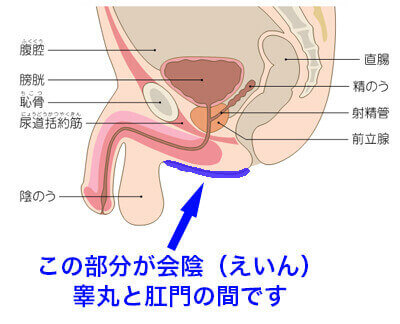 No.335 japanese FEMDOMによる前立腺マッサージ中のHotドライオーガズム