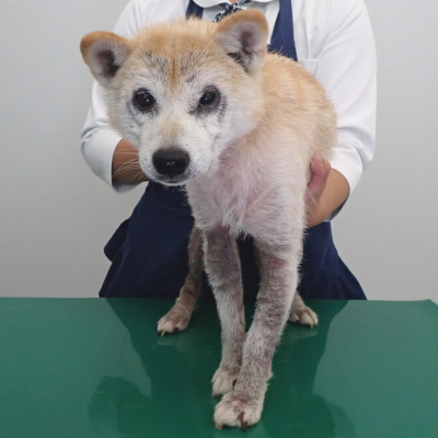 小型犬 里親 新潟