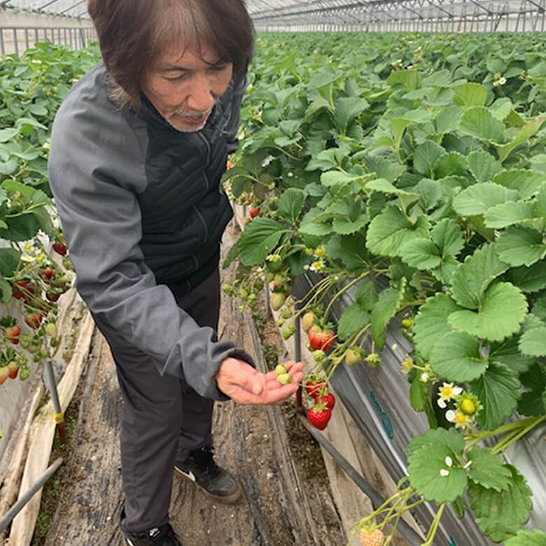 岡山市南区】旬を迎えた「いちご狩り」や「農産物直売所」が魅力のサウスヴィレッジに行ってきました。 | 号外NET