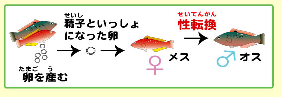 もしかして、男性不妊？｜漢方と鍼灸 株式会社誠心堂薬局