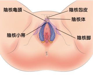 陰核（クリトリス）包茎術｜婦人科形成なら湘南美容クリニック【公式】