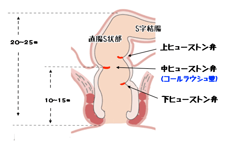 アナルで絶頂！S字結腸イキとは？ | エネマグラ（ENEMAGRA）公式サイト